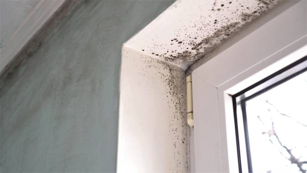 Best Basement Mold Remediation in Darby, PA