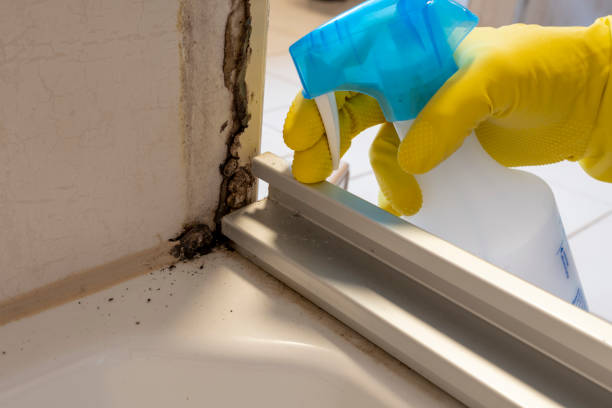 Best Preventive Mold Services in Darby, PA