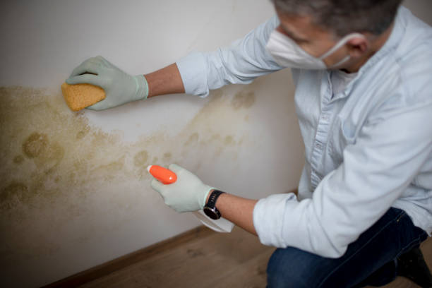Best Black Mold Remediation in Darby, PA